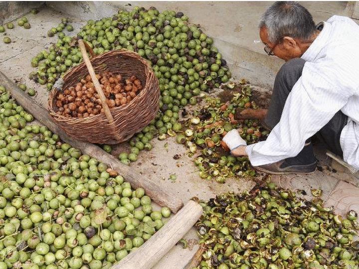 Manual peeling of walnuts
