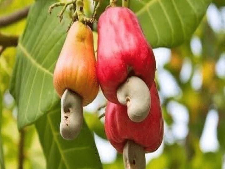 Fruit of cashew nut