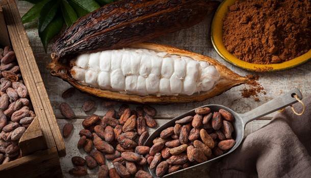 Les fèves de cacao
