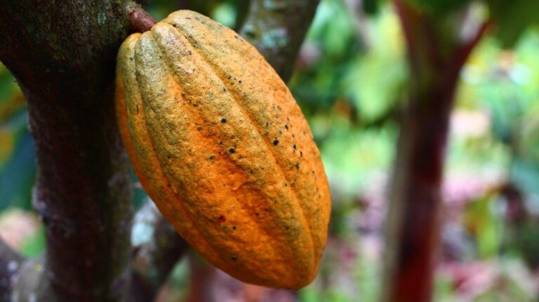 ¿Cómo se cortan las mazorcas de cacao?