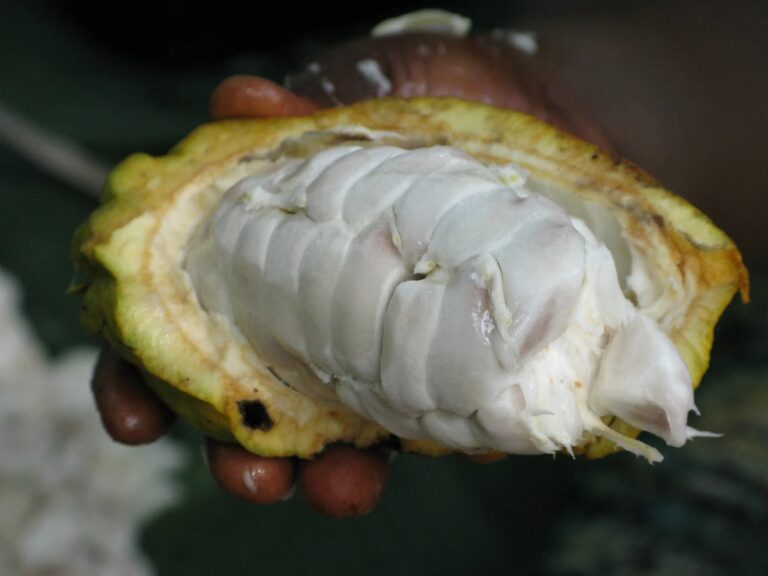 Tamisez les fèves de cacao