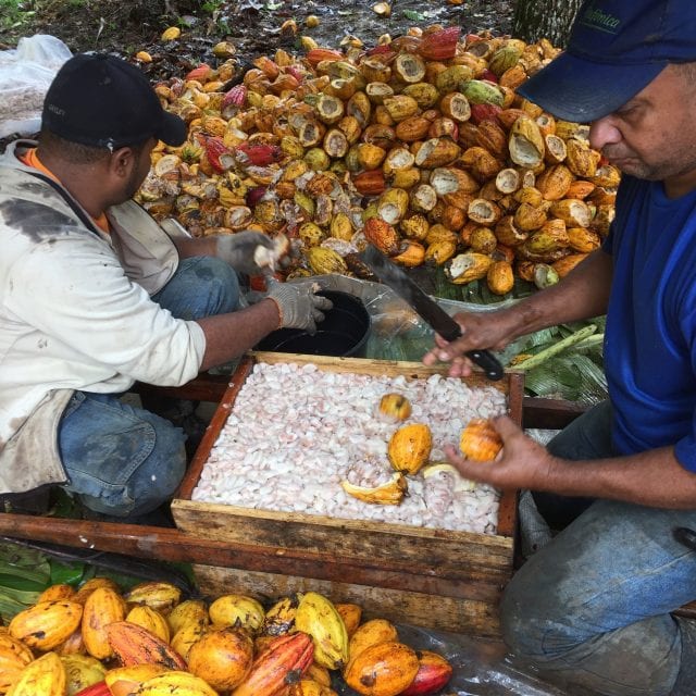 The scene of opening the cocoa pod