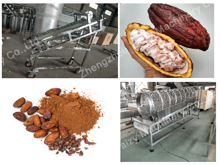 Fente de cabosses de cacao fraîches