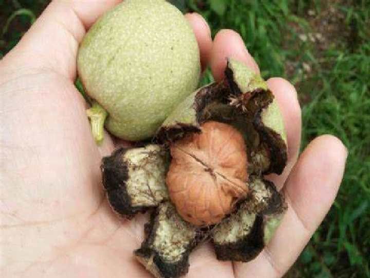 Hand peeled green walnuts