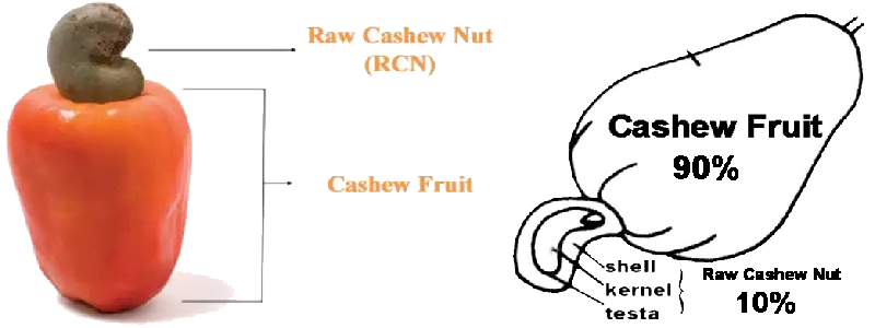 Structure de la noix de cajou